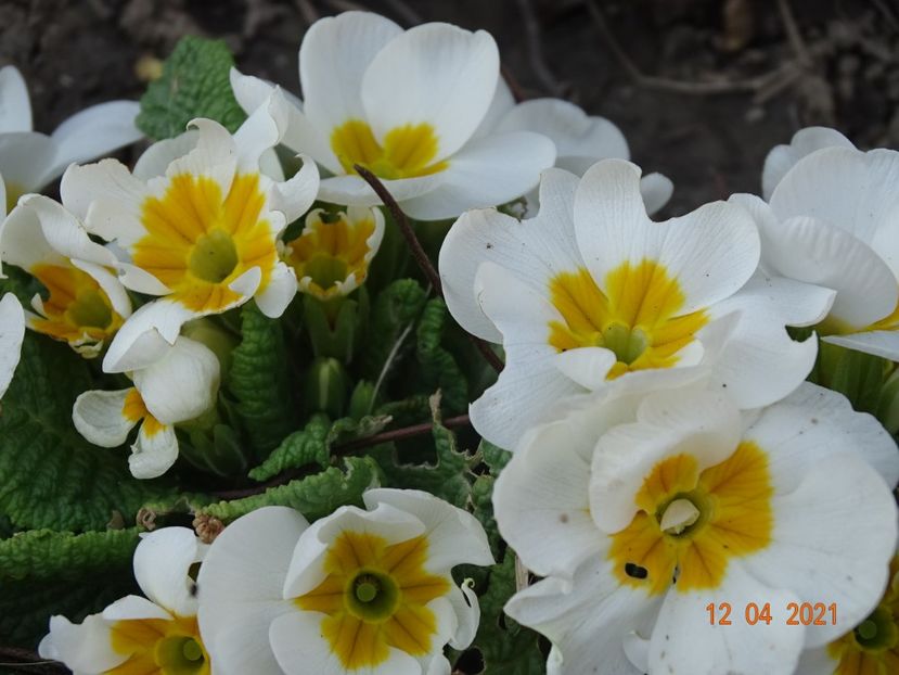  - Primule 2021