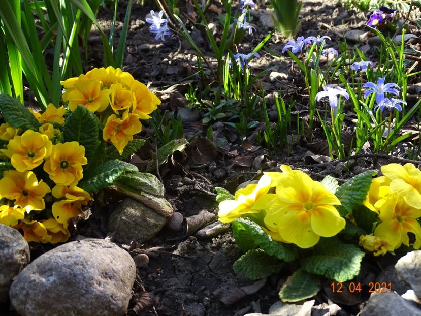  - Primule 2021