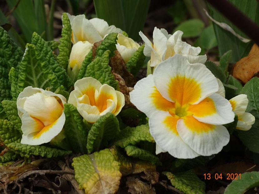  - Primule 2021
