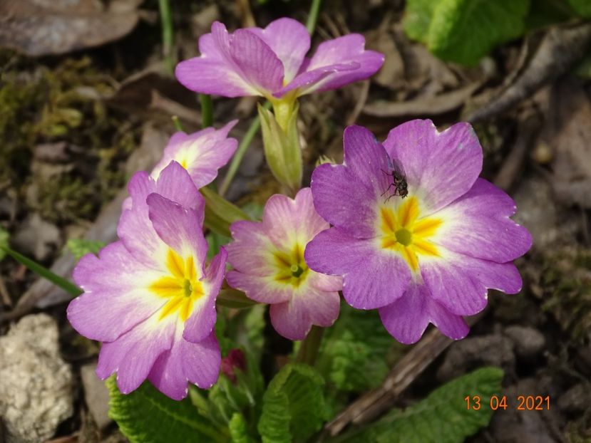  - Primule 2021