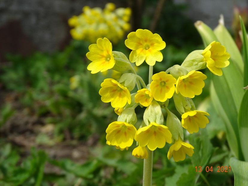  - Primule 2021