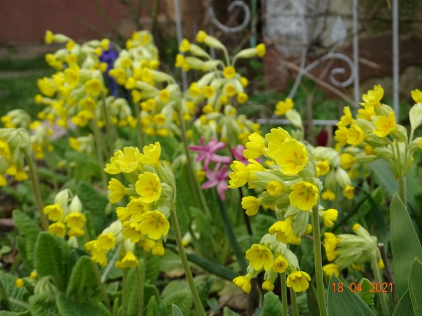  - Primule 2021