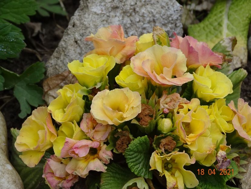 Belarina Nectarine - Primule 2021