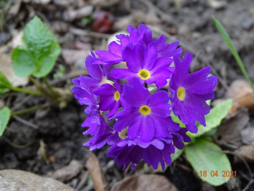  - Primule 2021