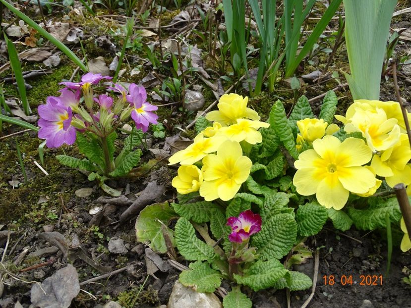 - Primule 2021