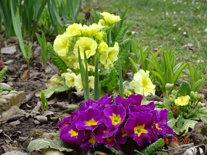  - Primule 2021