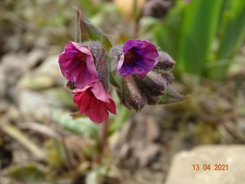 pulmonaria Raspberry Splash - Primavara 2021
