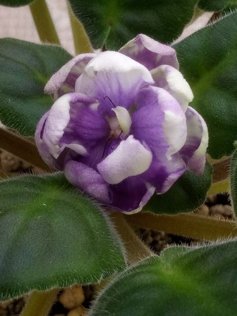 19 mar - ZZ TV Dikaja Slyva - TV Wild Plum