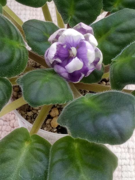 19 mar - ZZ TV Dikaja Slyva - TV Wild Plum