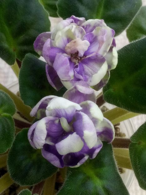 2 apr - ZZ TV Dikaja Slyva - TV Wild Plum