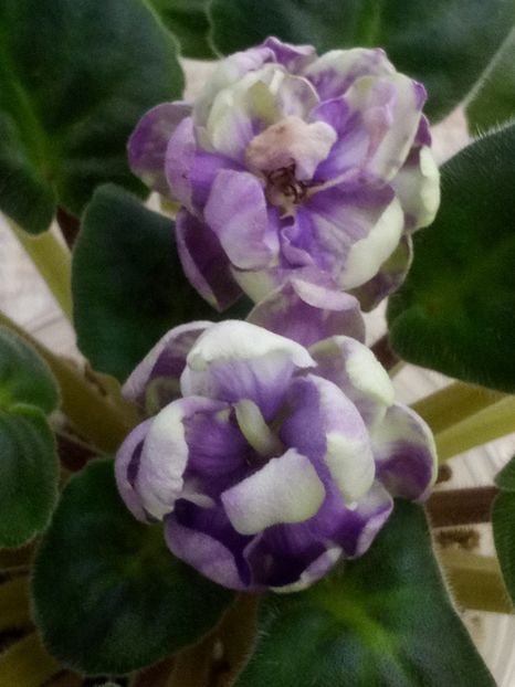 2 apr - ZZ TV Dikaja Slyva - TV Wild Plum