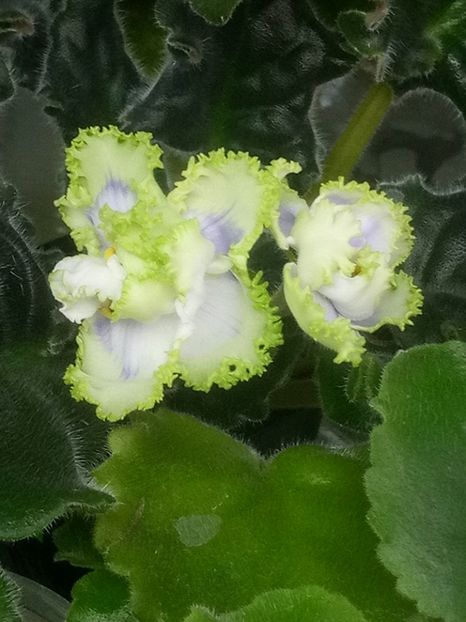 5 mar - RS Emerald City