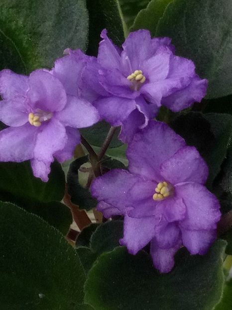 5 mar - ZZ RS Barkhatnyi Nariad