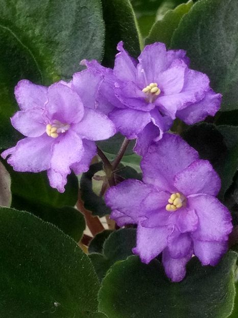 5 mar - ZZ RS Barkhatnyi Nariad