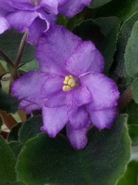 5 mar - ZZ RS Barkhatnyi Nariad