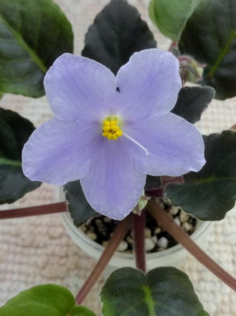 19 mar - LE Chrustaljniy Lebedj