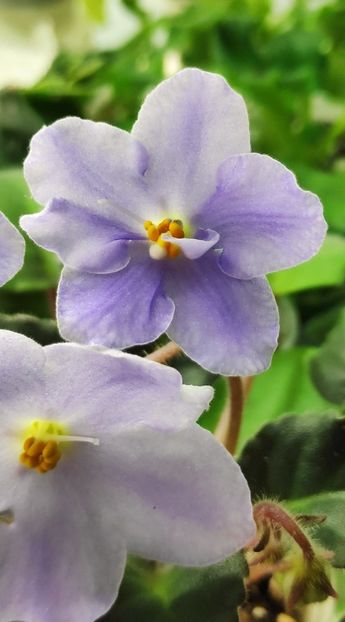 25 mar - LE Chrustaljniy Lebedj