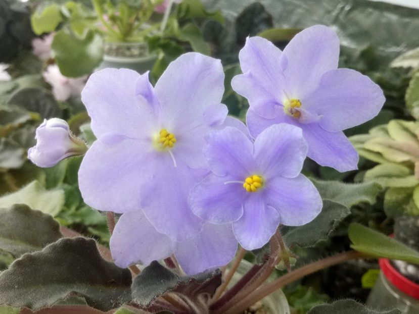 31 mar - LE Chrustaljniy Lebedj