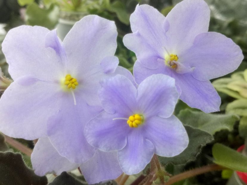 31 mar - LE Chrustaljniy Lebedj