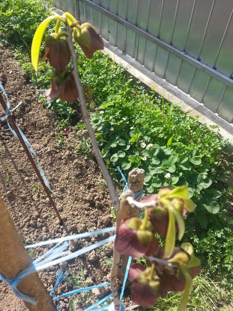 20170507_094055 (1) - Paw Paw