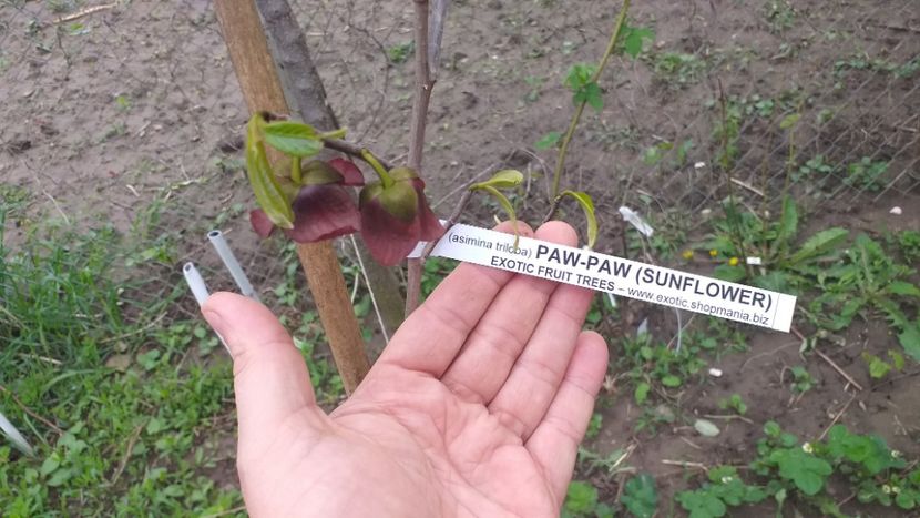 - Paw Paw