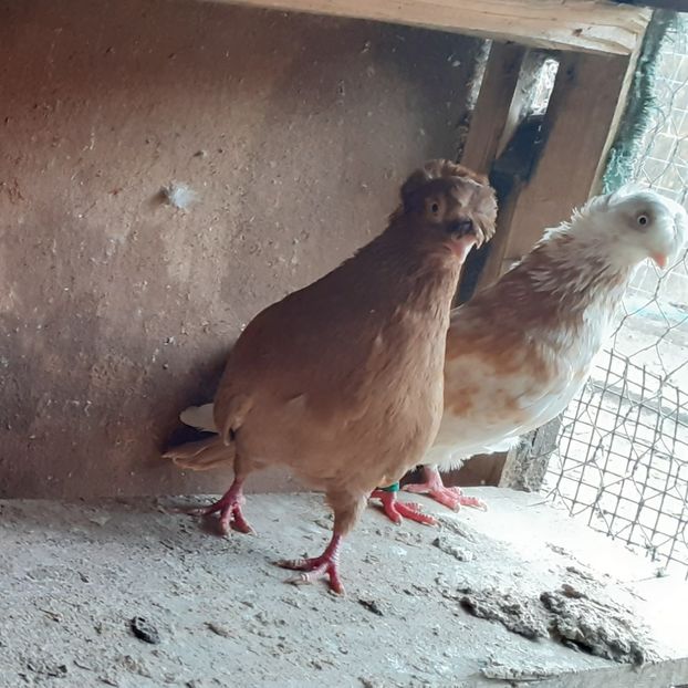  - 8-Jucatorii de Ardeal vechi