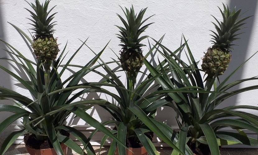  - Ananas