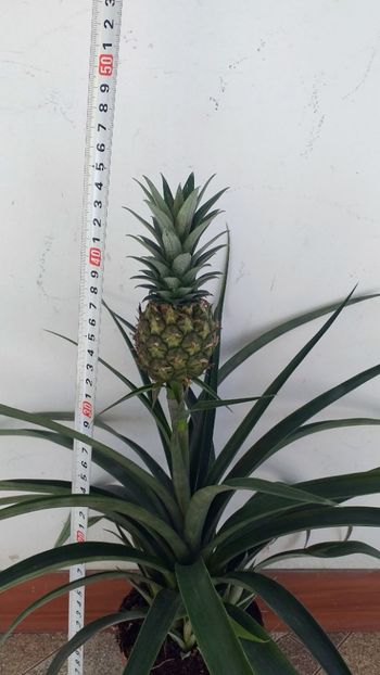  - Ananas