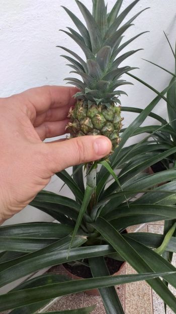  - Ananas