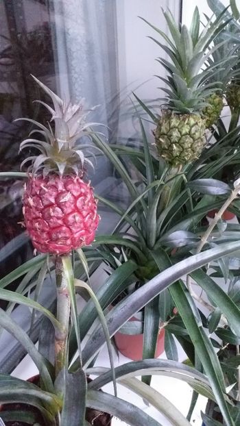  - Ananas