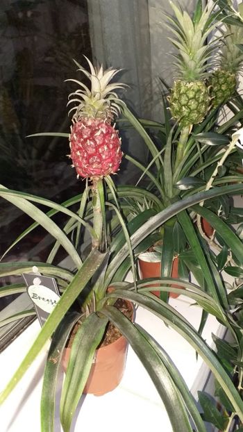  - Ananas