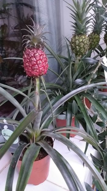  - Ananas
