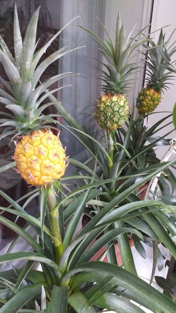  - Ananas