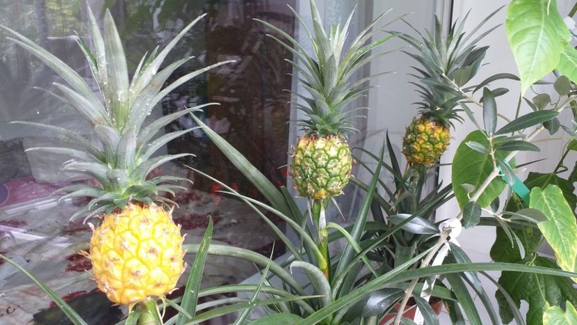  - Ananas