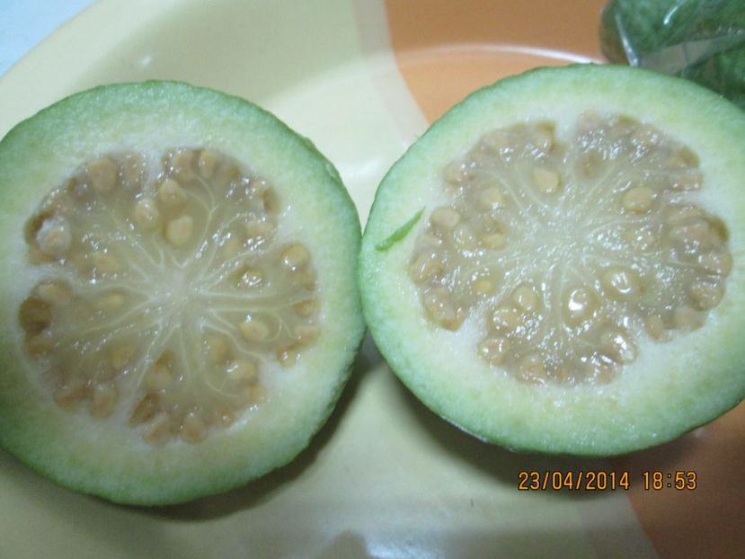  - Guava