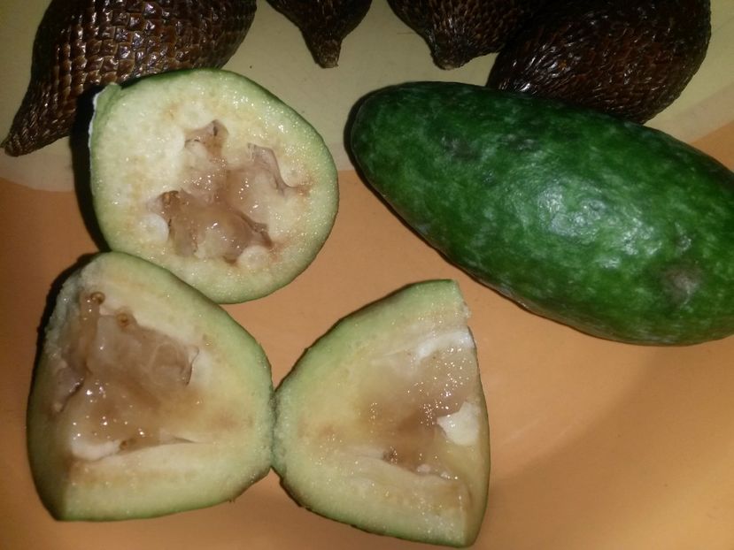  - Feijoa