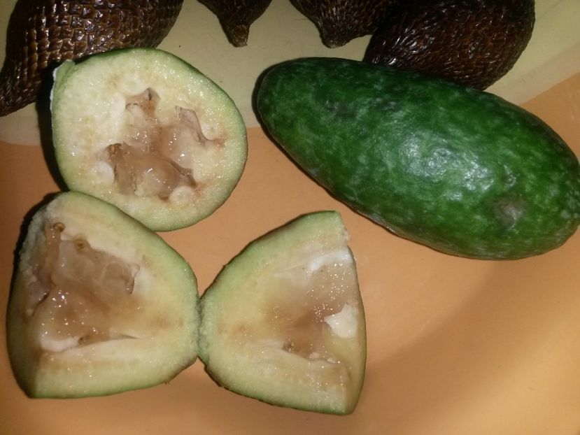  - Feijoa