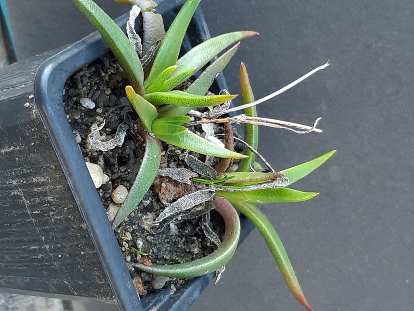 Bergeranthus scapiger - 30 lei - Fotografii cactusi - suculente 2009