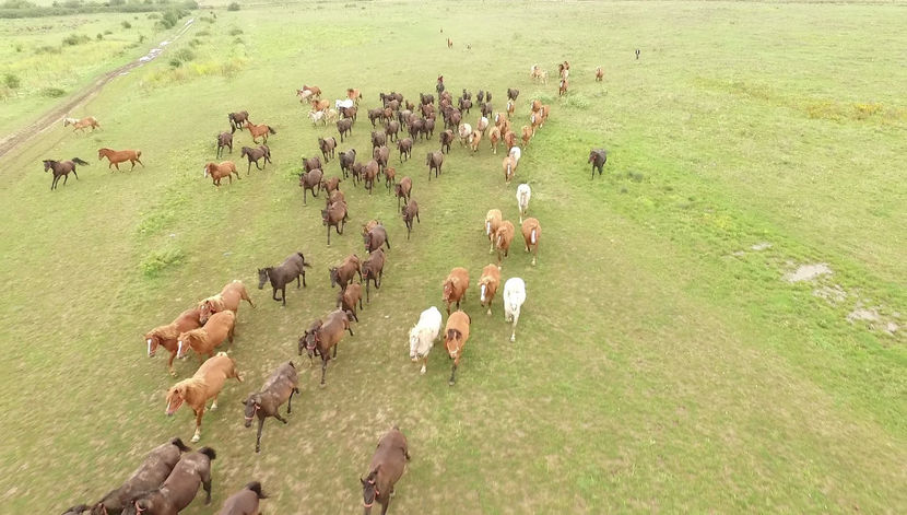 154451030_1669892016548084_5376531904465627739_o - Animale in lume