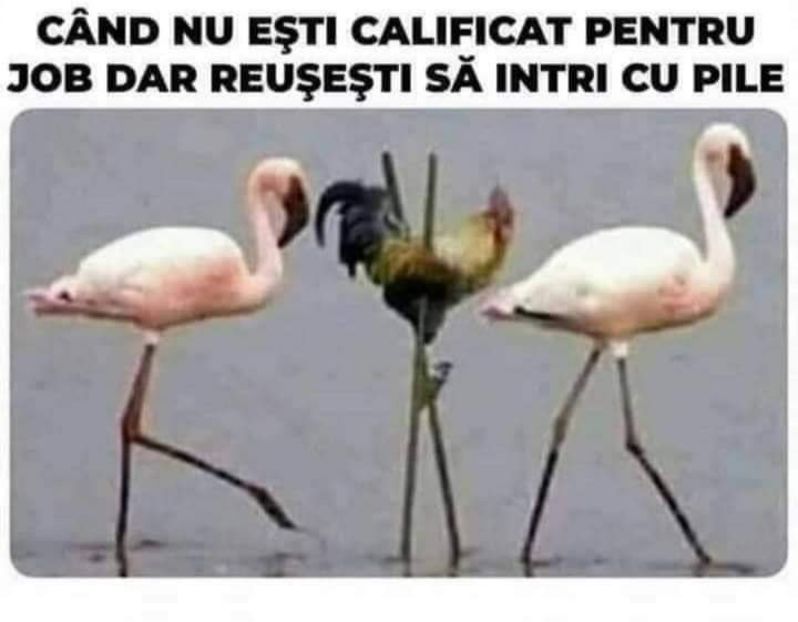  - Divertisment 3