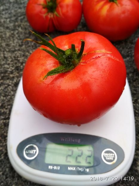 SIBERIAN TRIO 2018 (3) - SIBERIAN TRIO