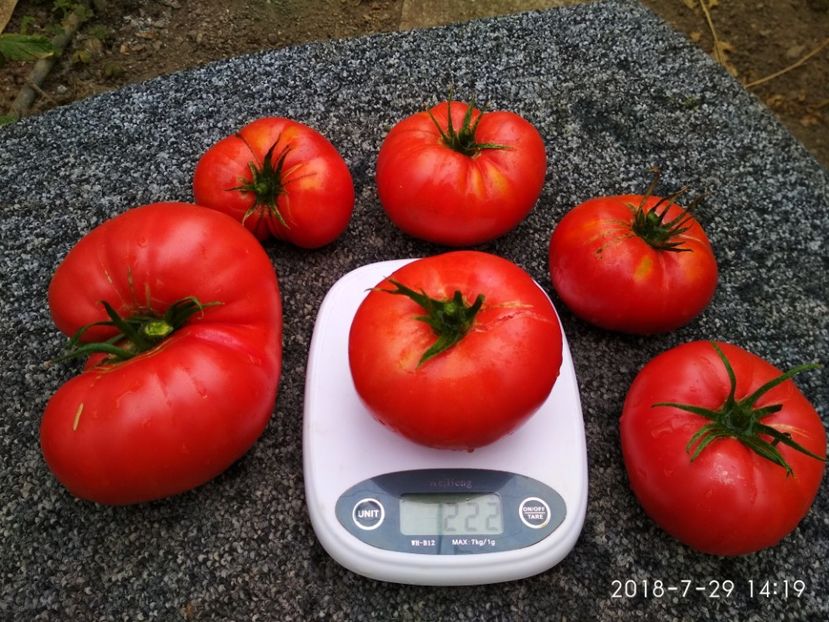 SIBERIAN TRIO 2018 (4) - SIBERIAN TRIO