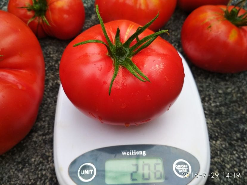 SIBERIAN TRIO 2018 (5) - SIBERIAN TRIO