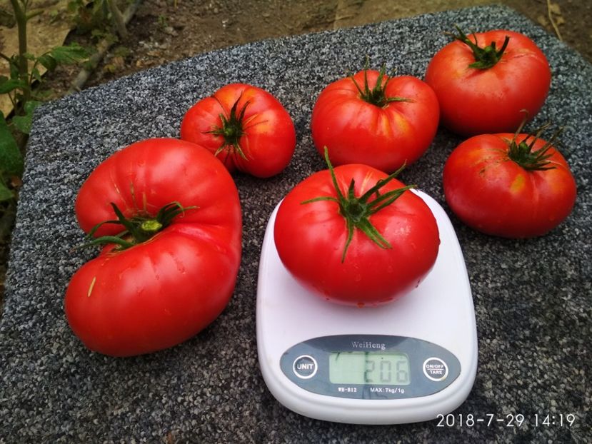 SIBERIAN TRIO 2018 (6) - SIBERIAN TRIO