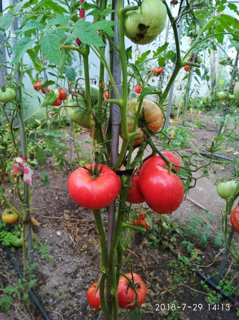 SIBERIAN TRIO 2018 (8) - SIBERIAN TRIO