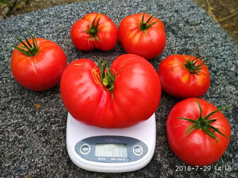 SIBERIAN TRIO 2018-470 gr (3) - SIBERIAN TRIO