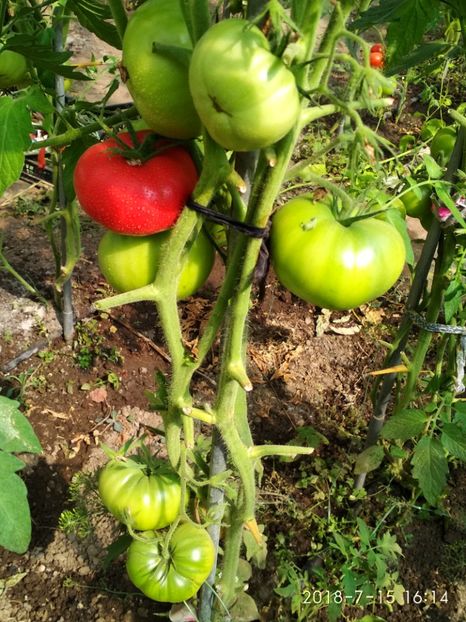 SIBERIAN TRIO -PRIMA (2) - SIBERIAN TRIO