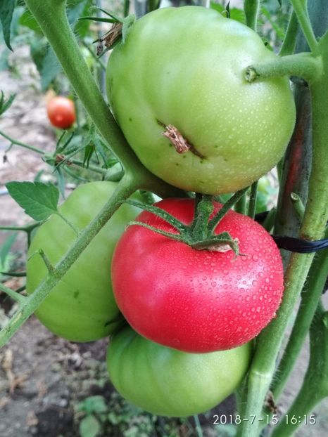 SIBERIAN TRIO -PRIMA (4) - SIBERIAN TRIO