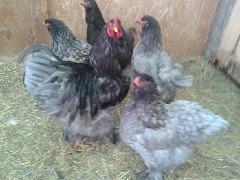 Fénykép0850 - BRAHMA ALBASTRU - KÉK BRAHMA 2021