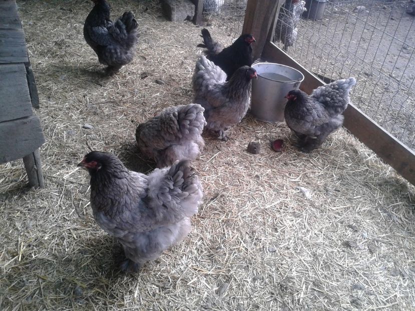 Fénykép0854 - BRAHMA ALBASTRU - KÉK BRAHMA 2021